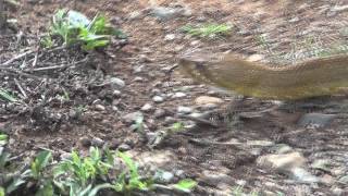 GRZECHOTNIK  RATTLESNAKE  HUGE [upl. by Madora269]