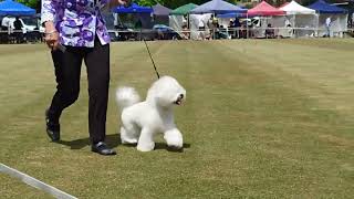 2024 Kyneton AG Show  Toy Dogs [upl. by Forster730]