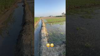 Shukar Main Time Nal aa gya😳😢🙏🐕‍🦺 villagelife doglover viralvideo ShooterDodoVillageLife [upl. by Tecu]