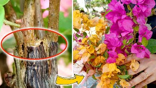 Grafting Multicolored Bougainvillea On One Trunk  Easy Tree Grafting 100 Success [upl. by Assirralc]