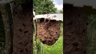 Spraying hornets nest [upl. by Novyart]