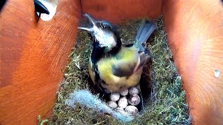 BIRDS NEST ATTACKED BY A PREDATOR [upl. by Snell]