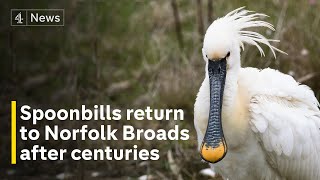 Spoonbills return to Norfolk Broads for first time in nearly 400 years [upl. by Dean466]