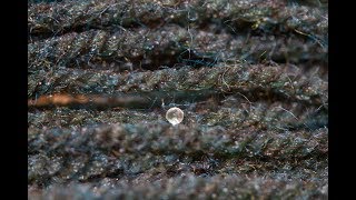 How to Hatch Killifish Eggs  Collect and Store SemiAnnual Killifish Mop Spawning eggs [upl. by Aicelef617]