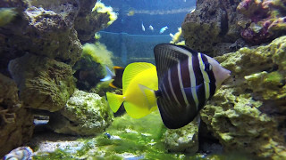 300 Gallon saltwater pond [upl. by Jelle796]