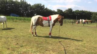 Lunging Chevy in a Pessoa Training Aid [upl. by Shore]