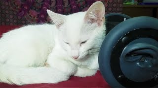 1 Hour CUTEST CAT PURRING By This Baby KITTEN  Relaxation  ASMR for Sleep [upl. by Nhaj]