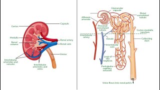 Nephron  English [upl. by Iredale312]