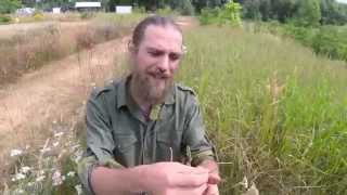 Yarrow Healing Yarrow Part 2  Harmonic Arts [upl. by Leoine]