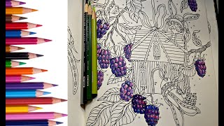 Tips On How To Create Focal Points Using Highlighted Colored Pencil Combinations [upl. by Isdnil]