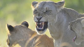 Wildlife  Lion Pride Wild Documentary 2020 Nat Geo HD 1080p [upl. by Liahkim]