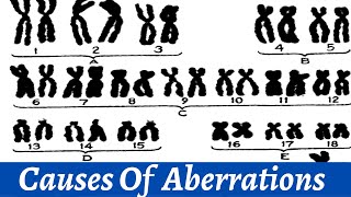 Causes Of Chromosomeal Abnormalitites  Chromosomal Study  Histology [upl. by Woodie165]