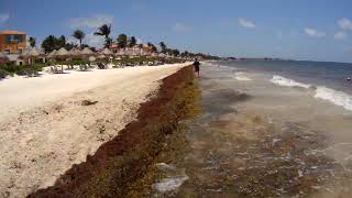 Seaweed in Puerto Morelos Mexico [upl. by Alliuqal]