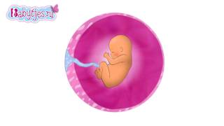 Animatie groei baby in baarmoeder [upl. by Seldun]