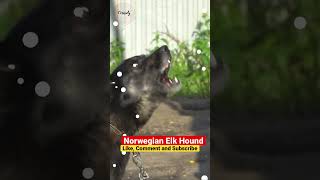 Norwegian Elkhound Traveled with Vikings [upl. by Disario674]