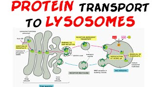 Protein transport to lysosome  protein targeting [upl. by Karla]