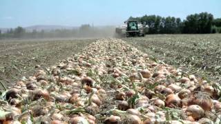 Growing Onions for the Bloomin Onion  LampL Farms  Pasco WA  Washington Grown [upl. by Mcdougall]