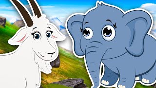 Animal Adventure  Rainforest Mountain Caribbean Animal Sound Songs  Kids Learning Videos [upl. by Trub]