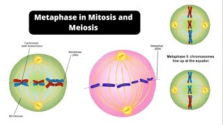 Metaphase in Mitosis and Meiosis – Metaphase 1 and Metaphase 2 [upl. by Ahseinat]