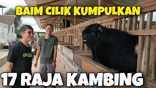 ARTIS CILIK BAIM BOYONG SEMUA KAMBING JAWARA KONTES SENILAI MILYARAN [upl. by Chute689]