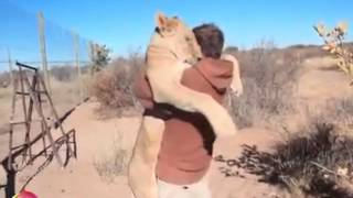 Beautiful Video Shows A Lioness Being Reunited With The Man Who Reared Her [upl. by Nosrak]