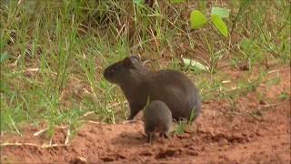 Bando de preá apereá Cavia aperea mini capivara [upl. by Ttevi]