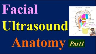 Facial Ultrasound Anatomy  Part1 [upl. by Obara]