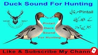 Pintail duck sound [upl. by Mita]