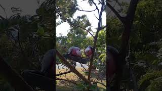 Two Galahs battling the wind birds galah australianbird lorikeet funnybirds nature shorts [upl. by Salta]