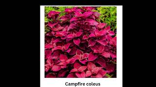 14 best varieties of coleus plantcoleus coleuscollection coleuscare [upl. by Whitford]