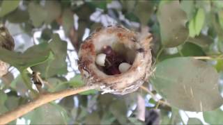 Rosie Hummingbird eggs hatch Acacia amp Aster  12617 [upl. by Menell]