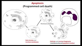 Body plan OCR A ALevel Biology Revision 611 Cellular control [upl. by Liatris]