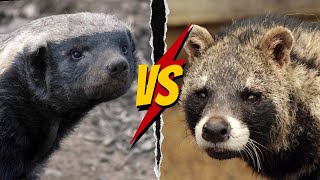 RATEL VS CIVETA AFRICANA Quem VENCE [upl. by Simone]