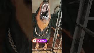 angry suzzi barkingÂ angrypuppyÂ dogÂ funny Â angrydogÂ cutepetÂ pitbullÂ rottsÂ cutepuppyÂ puppy [upl. by Llenrod672]