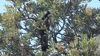 Yellow tailed black cockatoo [upl. by Ediva]