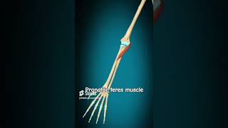 pronator teres muscle actionmedicalcareofHow Anatomy [upl. by Trask]