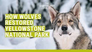 History of Yellowstone Wolves with Doug Smith [upl. by Rickie]