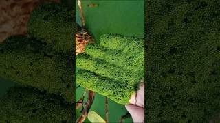 🥰Wolffia😀 the smallest flowering plant viral youtubeshorts [upl. by Tandy]