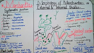 Marchantia  life cycle of Marchantia Reproduction in marchantia Marchantia thallus [upl. by Sirmons]