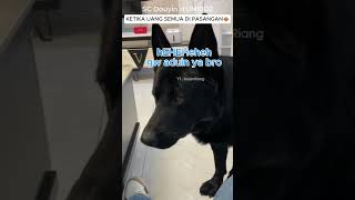 Seekor anjing DILUAR PREDIKSI 🤣shorts viral ngakak ngakakkocak lucu ANJINGLUCU hewanlucu [upl. by Chuah]