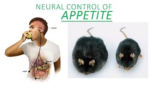 Introduction to Neuroscience 2 Lecture 15 appetite [upl. by Wahkuna]