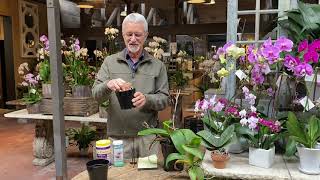 How to Care for and Maintain Phalaenopsis Orchids with Steve Hampson [upl. by Rosenblum]