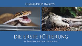 Terraristik Basics  die erste Fütterung deiner Schlange [upl. by Uri]