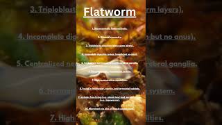 learn with me flatwormphylum platyhelminthesshortsytshorts [upl. by Ruella313]