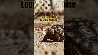 LUMBERING LEOPARD TORTOISE cutetortoise leopardtortoise [upl. by Krid821]