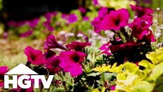 How to Plant Petunias  Gardening Tips  HGTV [upl. by Yelroc]