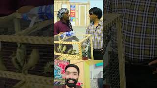 Goga saleem seller birds comedyfunnyclip comedyvideos youtubeshorts [upl. by Auqeenahs]