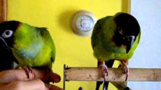 Nanday conures [upl. by Hyps]