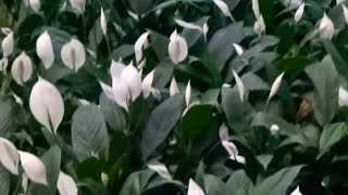 How to propagate Peace Lily  full process [upl. by Chee]