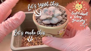 Vlog 127  091624 Making my own succulent soil mix [upl. by Sacram]